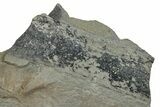 Pennsylvanian Fossil Flora Plate - Kentucky #255696-2